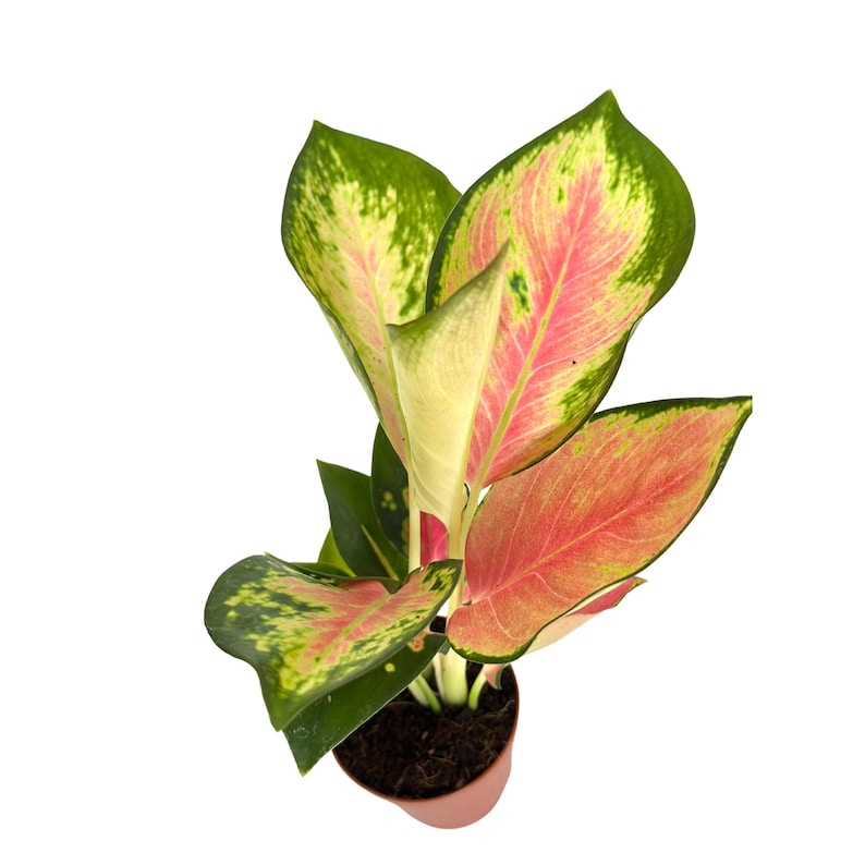 China Red Aglaonema - 2in Rooted Starter Plant | Chinese Evergreen Live Plant