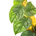 Monstera Dubia Live Plant - Fully Rooted Starter Climber with Silver Shingling Foliage