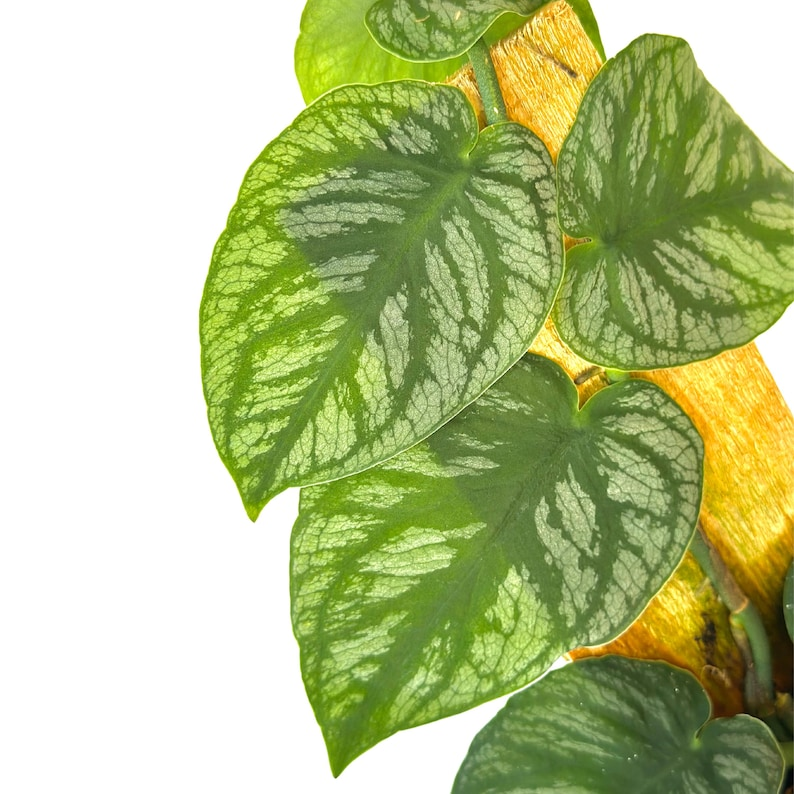Monstera Dubia Live Plant - Fully Rooted Starter Climber with Silver Shingling Foliage