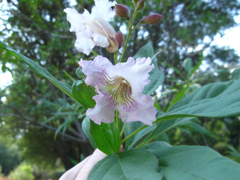 Chitalpa Live Plant 2-3ft Morning Cloud Variety in Pot - Chitalpa tashkentensis