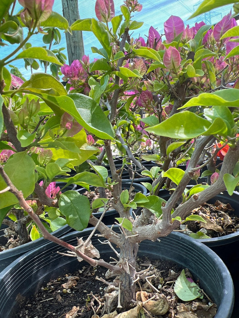 Bougainvillea Bonsai Plant 1-2 ft Pink/Purple Thick Trunk in 3 Gal Pot - Bougainvillea spp. Sun-Loving Bloomer
