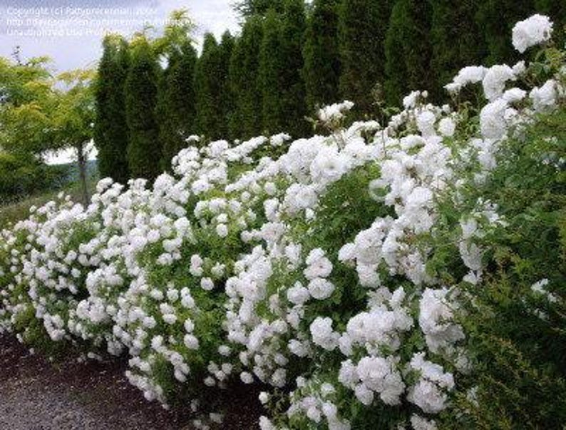 Floribunda Rose Starter - 6" Pot - Rosa 'Iceberg' - Pure White Flowers - Hardy, Low-Maintenance Shrub - Perfect for Gardens