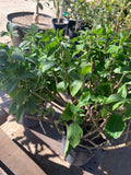 Justicia spicigera Plant in 1 Gallon Pot - Vibrant Orange Flowering Shrub - Easy Care Garden Plant