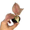 Syngonium Neon Robusta Pink Arrowhead Starter Plant – Rooted 2-Inch Pot