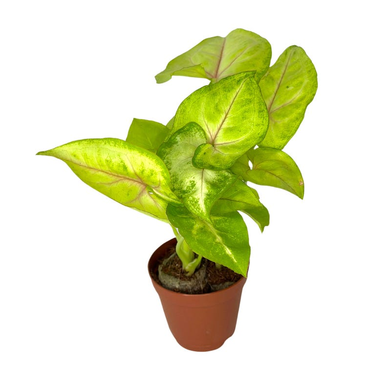 Syngonium Golden Allusion Live Plant - 2" Rooted Starter, Variegated Arrowhead