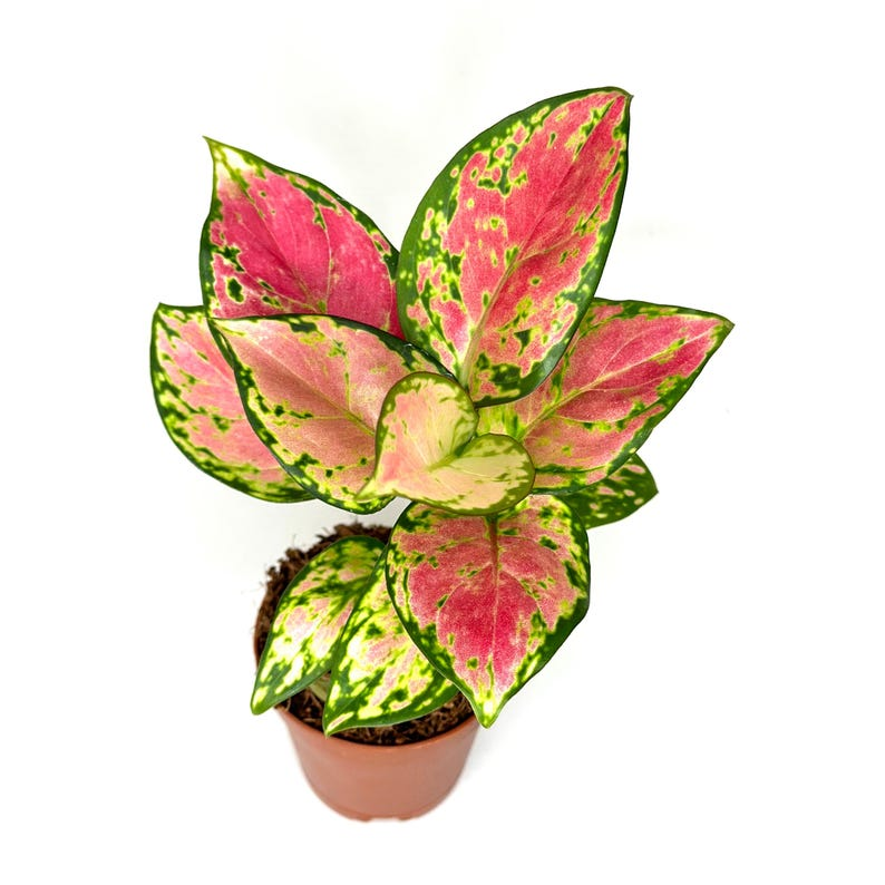 Aglaonema Pink Beauty - Rooted 2-Inch Pink and Green Chinese Evergreen Live Plant
