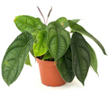 Peperomia Piper Parmatum - Rooted 4-Inch Starter Plant