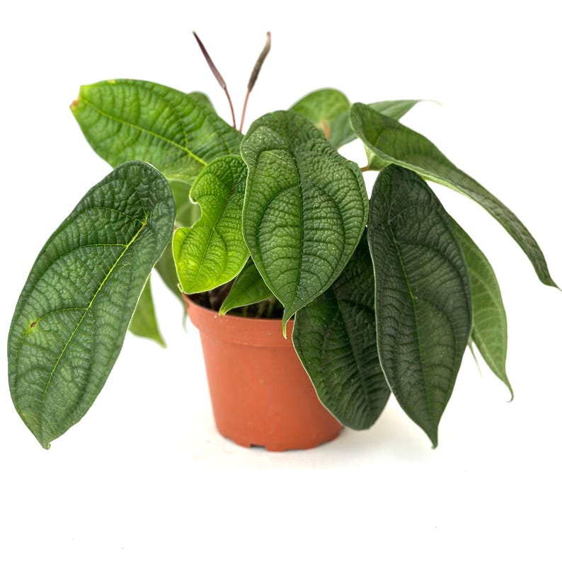 Peperomia Piper Parmatum - Rooted 4-Inch Starter Plant