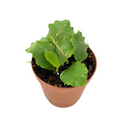 Hoya Endauensis - Rooted Starter Live Plant in 2-Inch Pot