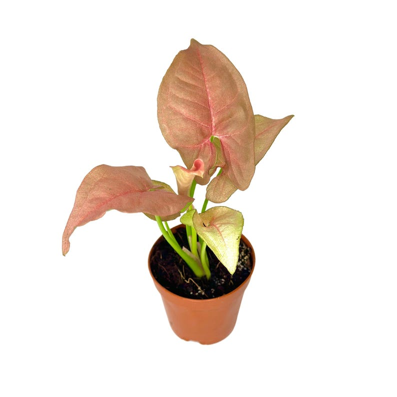 Syngonium Neon Robusta Pink Arrowhead Vine - 2 Inch Starter Live Plant