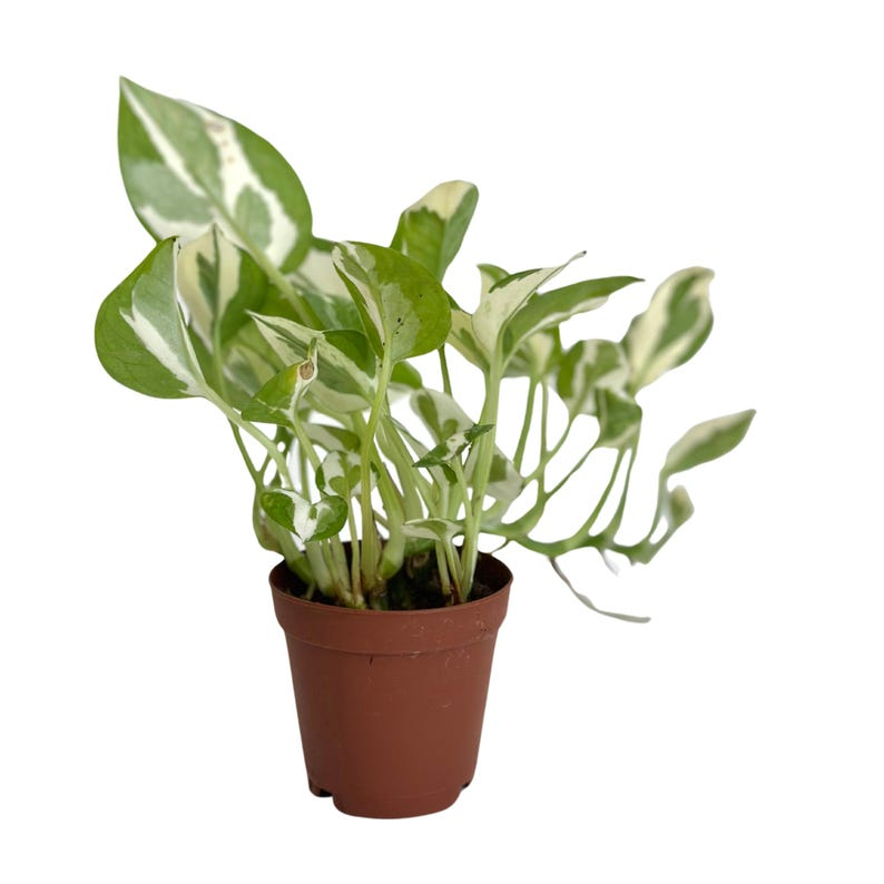 Pothos N Joy - Variegated Epipremnum aureum Rooted Starter live plant