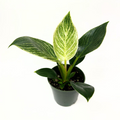 Philodendron Birkin Live Plant | 4 Inch Rooted White Wave Variegated Indoor Houseplant