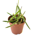 Hoya Linearis - 2" Rooted Starter Live Plant