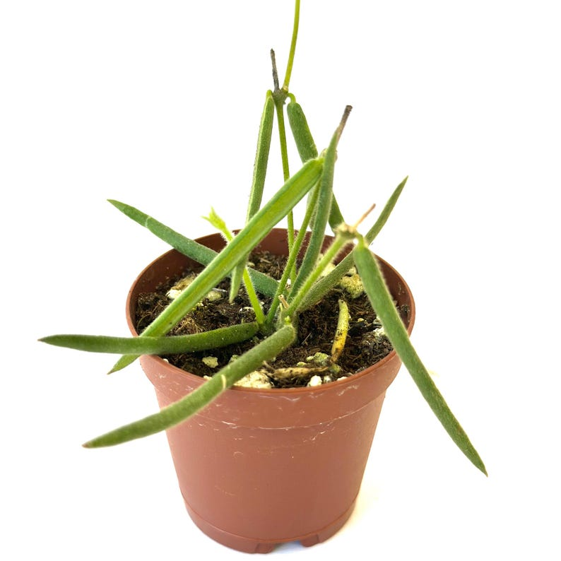 Hoya Linearis - 2" Rooted Starter Live Plant