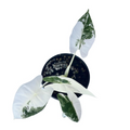 Variegated Alocasia Frydek Live Plant - 4" Rooted Starter, Green Velvet Variegation