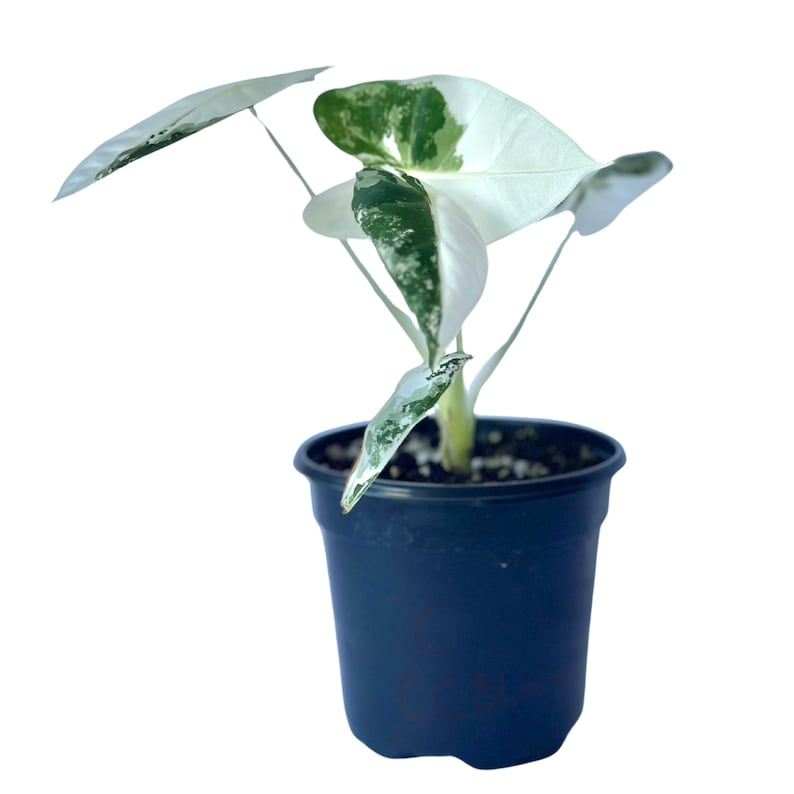 Variegated Alocasia Frydek (Green Velvet) 4" Rooted Live Plant