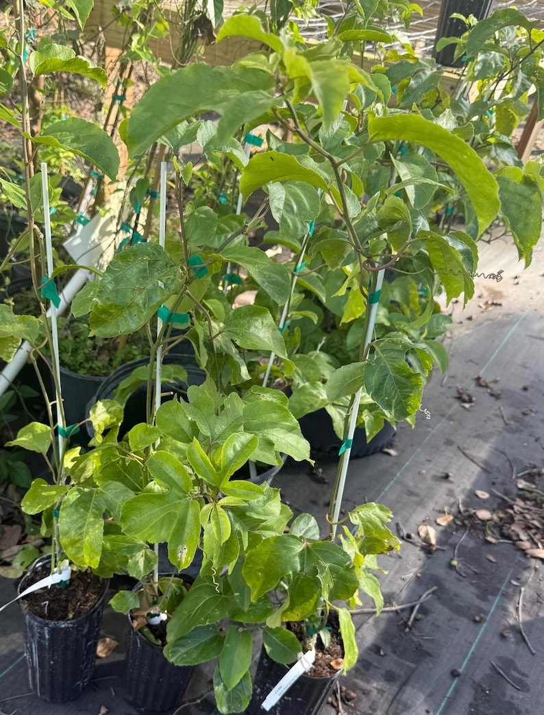 Yellow Passion Fruit Plant Live Vine Passiflora edulis 2–3ft Tall