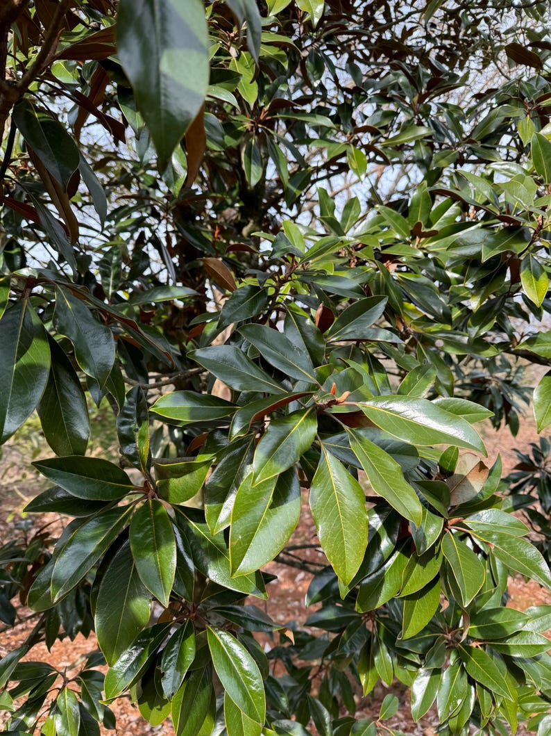 Kay Parris Magnolia Tree Magnolia grandiflora ‘Kay Parris’ – 30-Inch Live 2-Gallon Pot