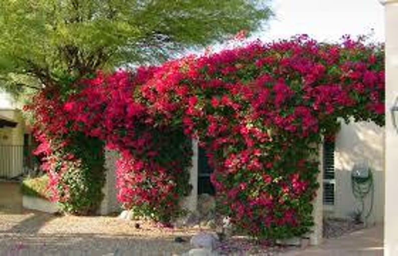 Bougainvillea Plant 3Gal Pot Magenta Flowering Vine Bougainvillea barbara karst