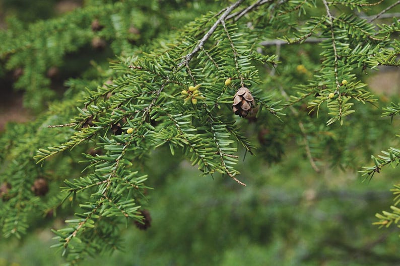 Eastern Hemlock Trees 3-Pack - Tsuga canadensis - Baby Trees 8-18 Inches - Native Plant for Landscaping