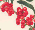 Buffalo Berry Live Plant 6-12 Inch Edible Berry Bush Shepherdia argentea - Hardy Shrub for Wildlife, No Shipments to CA or HI