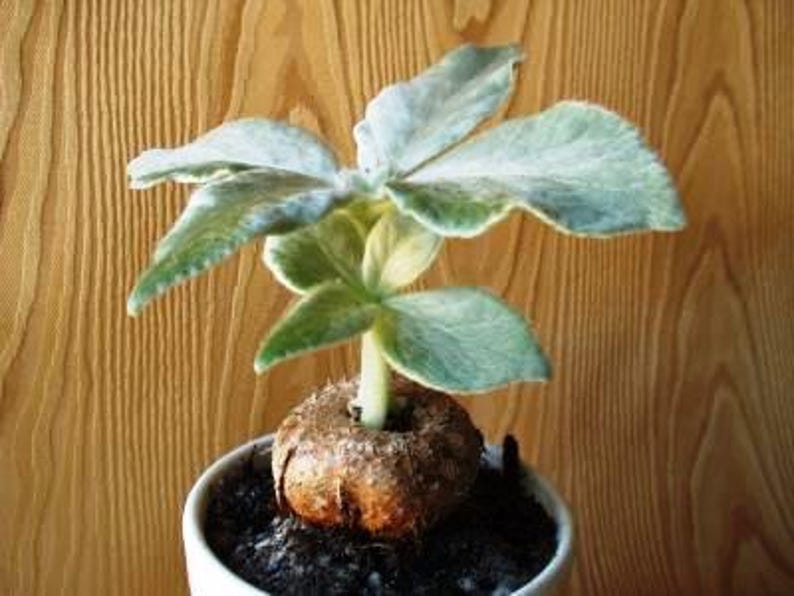 Sinningia leucotricha Plants - Well Established 2-3 Year Old Specimens in 1.5" Pots - Tropical Flowering Houseplant