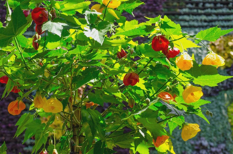 Abutilon Lucky Lantern Red Yellow Tangerine Plant in 4" Pot - Abutilon hybrid