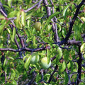 Chickasaw Plum Live Plant 1 Quart Pot - Prunus angustifolia - Native to Central and Eastern U.S. - Zones 5-9 - Full Sun to Part Shade
