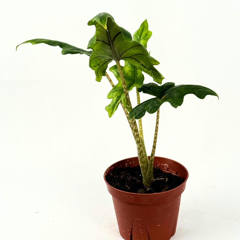 Alocasia Jacklyn Live Plant | 4 Inch Rooted Elephant Ear Tropicals