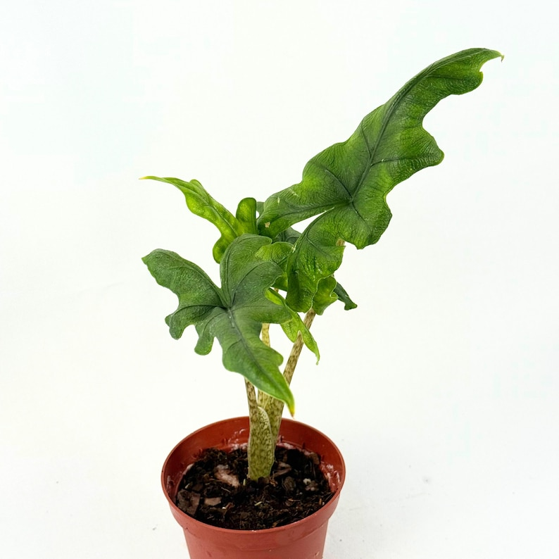 Alocasia Jacklyn (Alocasia ‘Jacklyn’) Live 4" Rooted Starter Plant – Elephant Ear