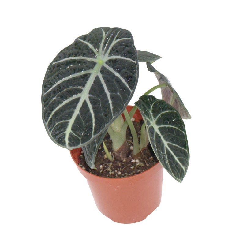 Alocasia Ninja (Black Elephant Ear) - Rooted Starter Live Plant