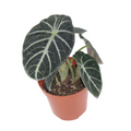 Alocasia Ninja (Black Elephant Ear) - Fully Rooted 4-Inch Live Plant