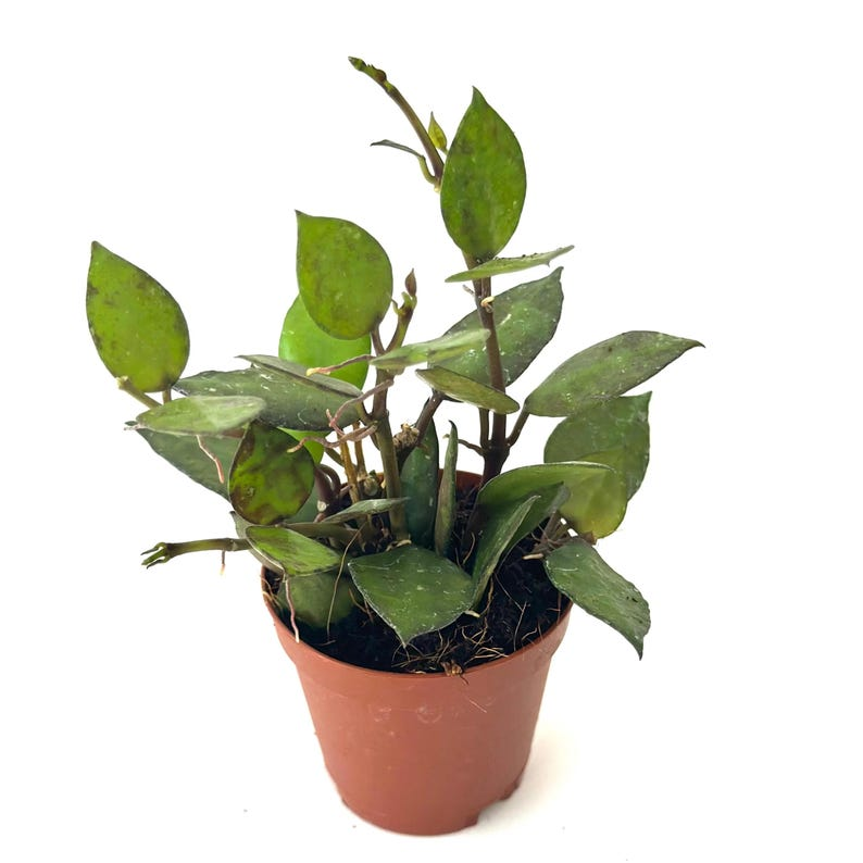 Hoya Krohniana Black - 2 Inch Starter Live Plant | Indoor Trailing Hoya