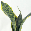 Sansevieria Laurentii Snake Plant Starter Plant - Rooted Healthy Live Houseplant
