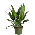 Aglaonema Tigress Live Plant – Chinese Evergreen Starter Plant / Rooted Cutting