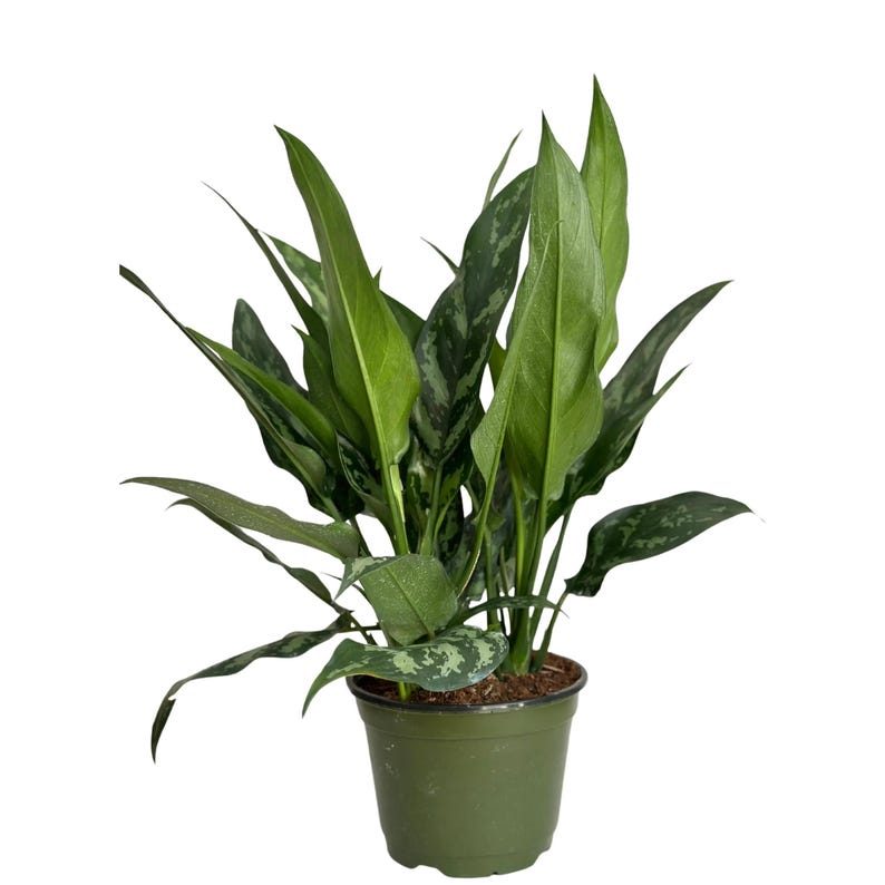 Aglaonema Tigress Live Plant – Chinese Evergreen Starter Plant / Rooted Cutting