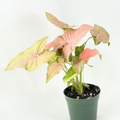 Syngonium Pink Perfection Live Plant - Pink Arrowhead Starter Plant