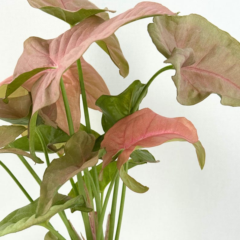 Syngonium Pink Perfection Live Plant - Rooted Starter Pink Variegated Arrowhead