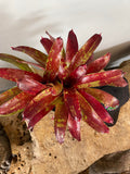 Neoregelia Gazpacho Bromeliad – Bare-root Live Plant