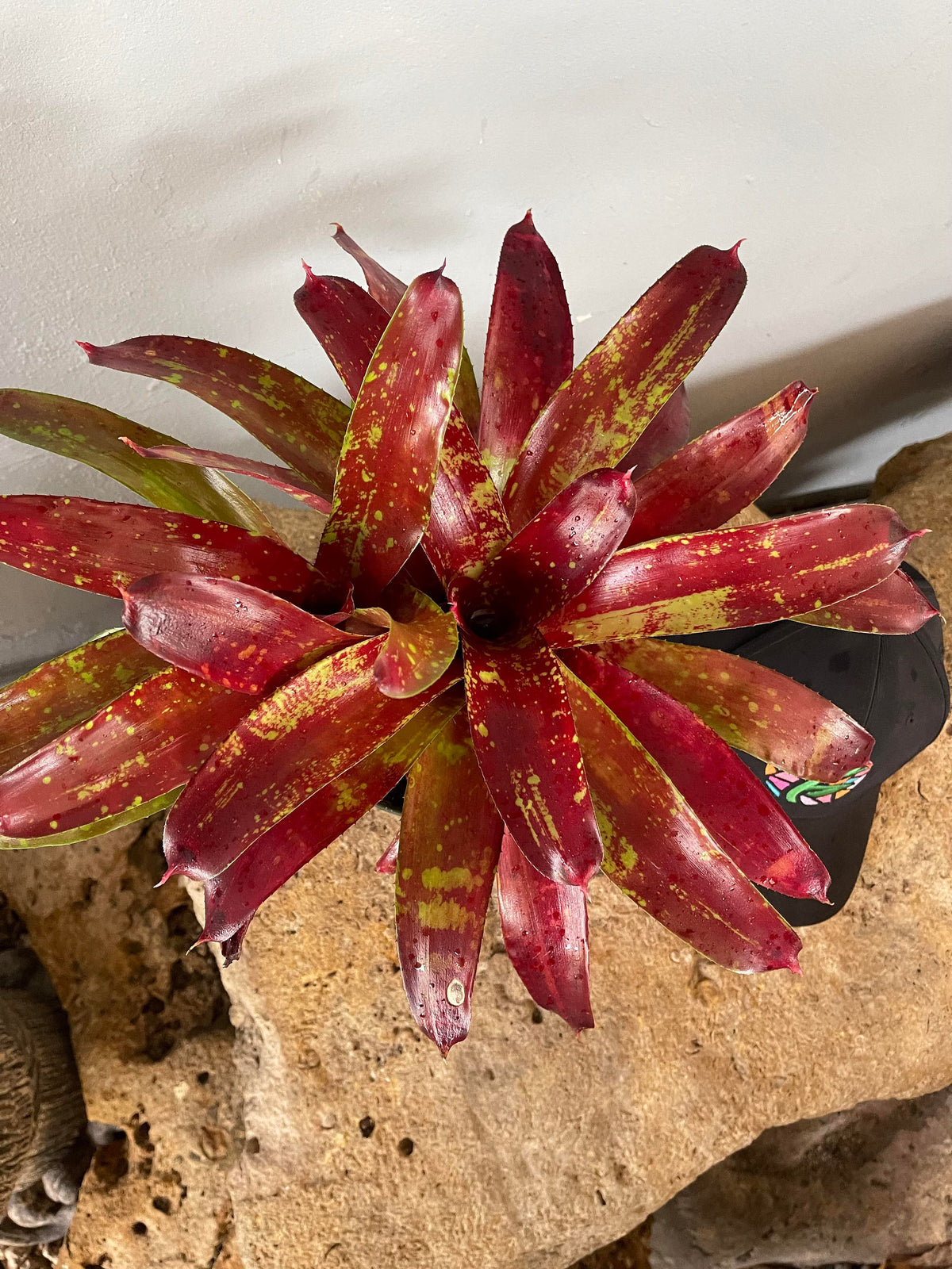 Neoregelia Gazpacho Bromeliad – Bare-root Live Plant