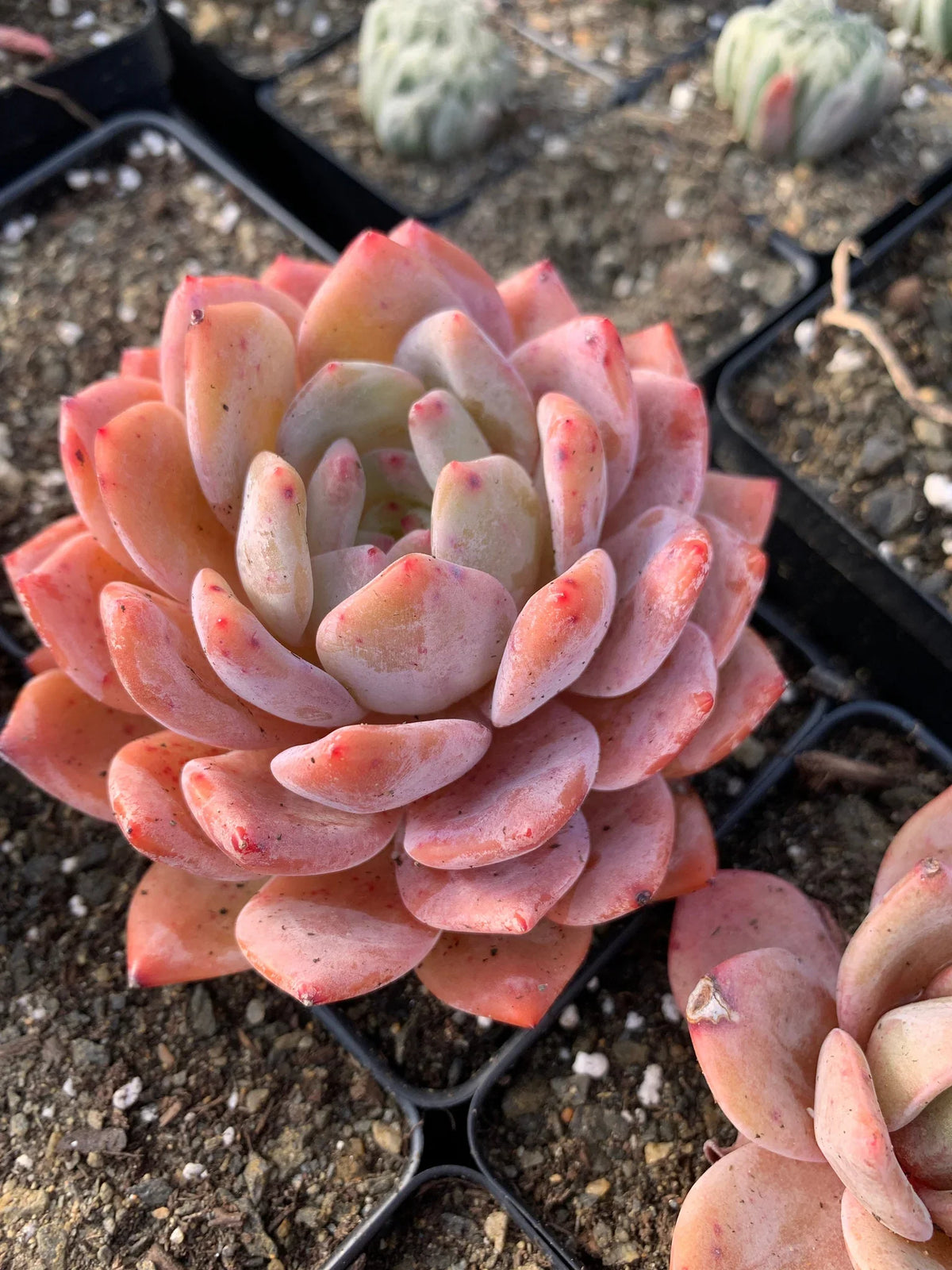 Echeveria Orange Monroe – Bare Root Live Succulent, 2" Rosette