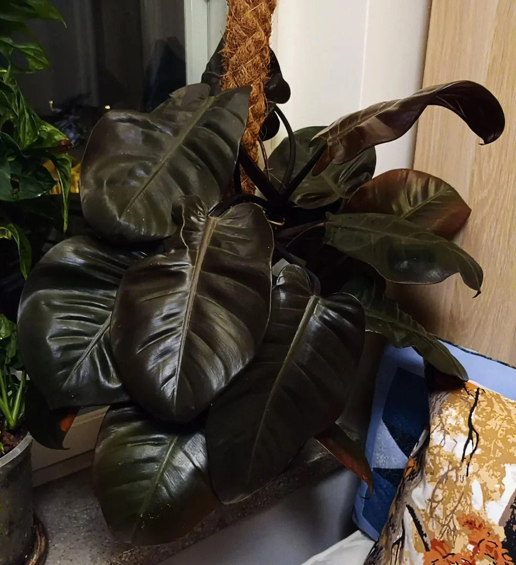 Philodendron Black Cardinal (Philodendron erubescens) Live Plant - 3-5" Bareroot Starter