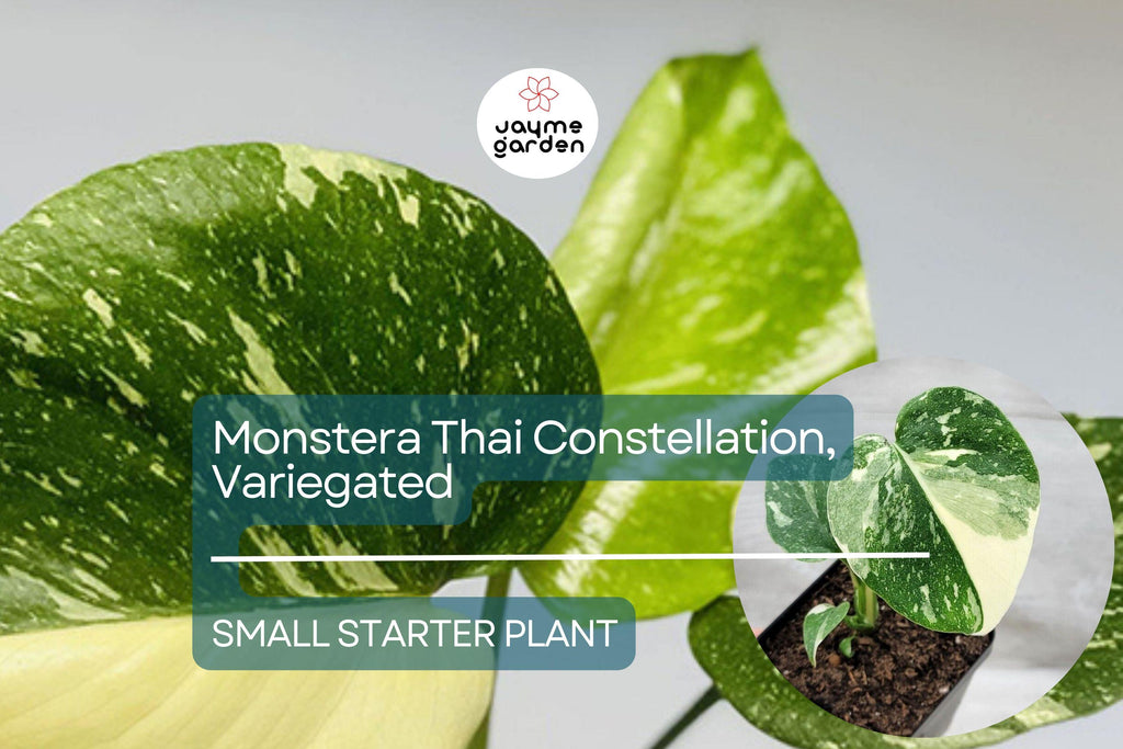 1 Monstera Thai Constellation Starter Plant - Variegated Monstera in 3" Pot - Unique Foliage for Indoor Decor & Tropical Plant Lovers