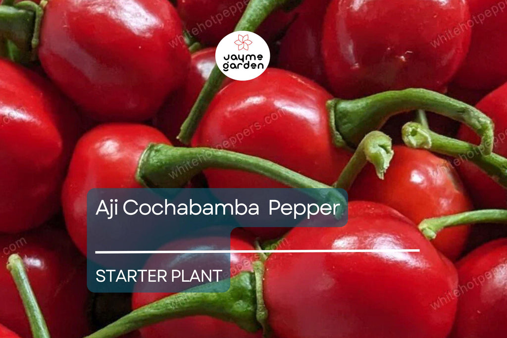 3 Aji Cochabamba Young Plants - Rare Pepper Variety - Sweet & Spicy Flavor, Perfect for Gardens, Containers Culinary Delights