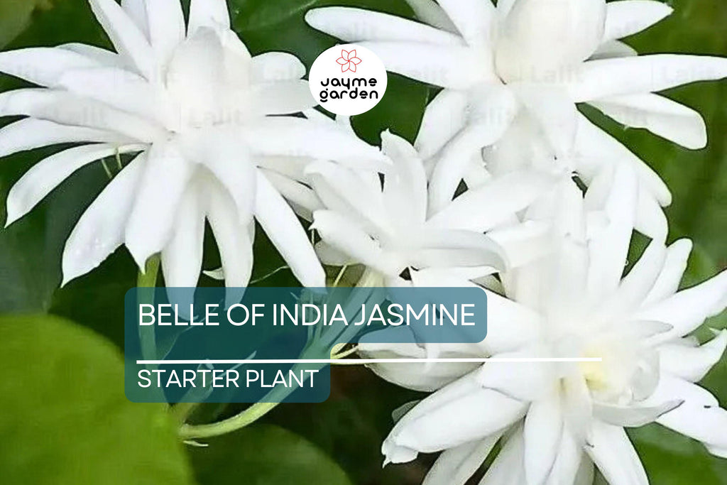 Belle of India Jasmine Starter Plant | Jasminum Sambac Double | Intensely Fragrant Blooms | Easy-Care Indoor/Outdoor Plant | Zones 8-11