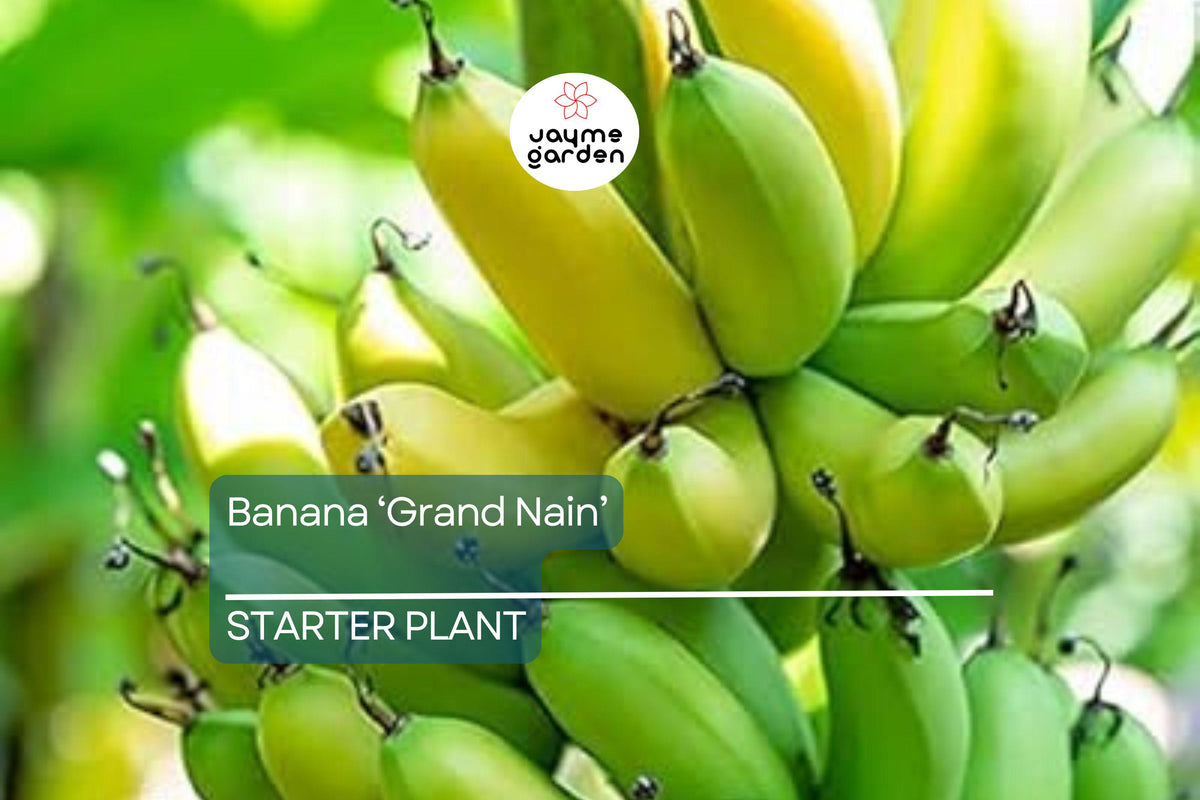 Banana 'Gran Nain' Musa Starter Plant | Live Organic Plant | Hardy, High-Yield | Chiquita Variety | Indoor & Outdoor Gardening