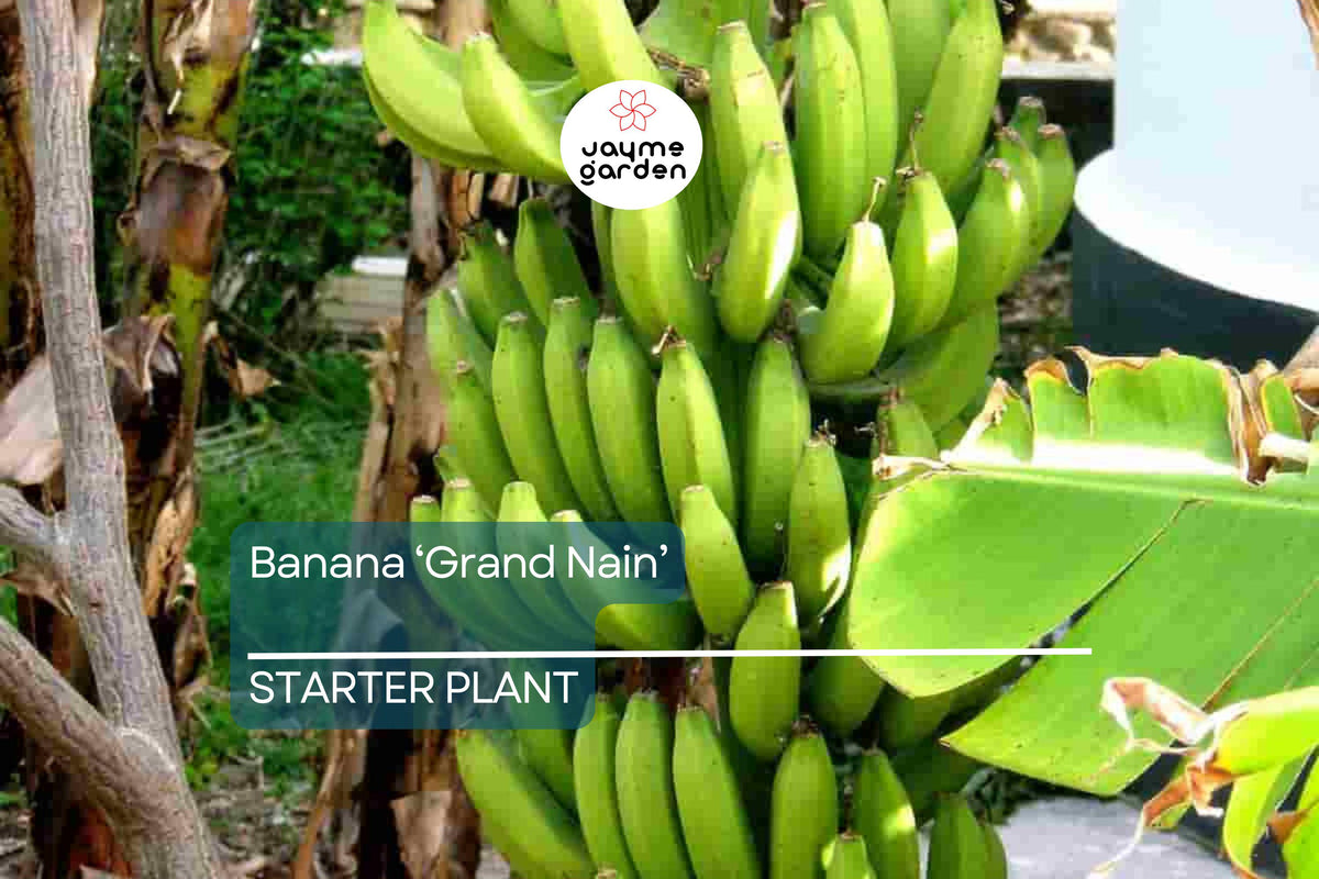 Banana 'Gran Nain' Musa Starter Plant | Live Organic Plant | Hardy, High-Yield | Chiquita Variety | Indoor & Outdoor Gardening