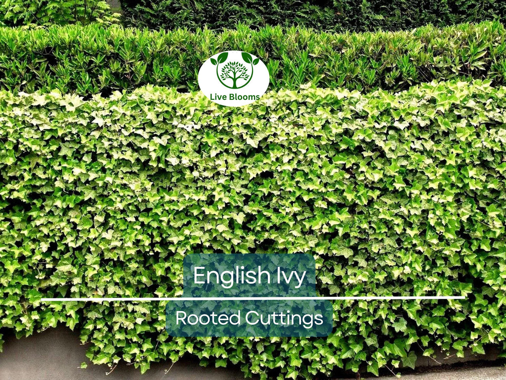 5 English Ivy Bare Root Live Plants 3" – Hedera helix for Ground Cover, Living Fence, Patio Greenery, Lawn & Garden Vines