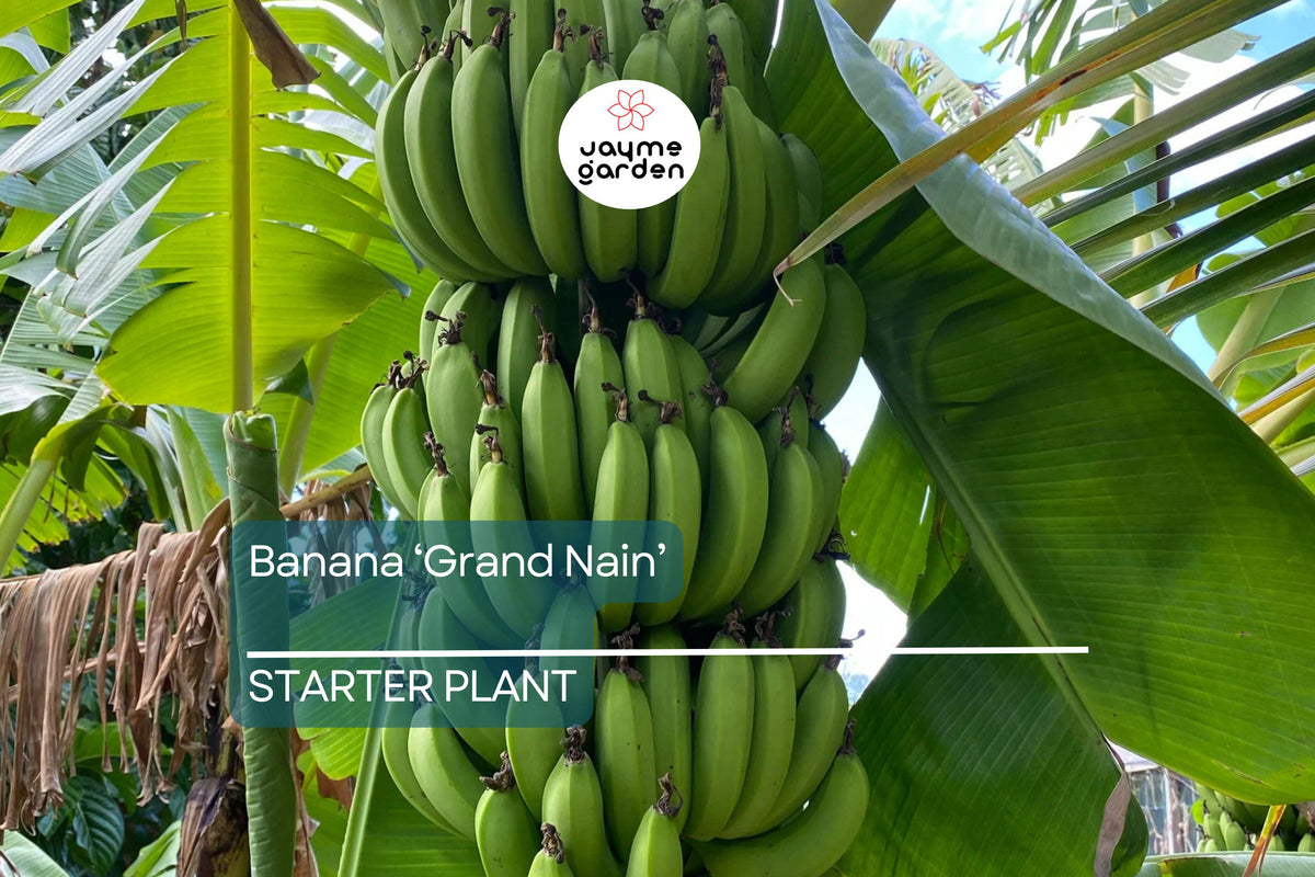 Banana 'Gran Nain' Musa Starter Plant | Live Organic Plant | Hardy, High-Yield | Chiquita Variety | Indoor & Outdoor Gardening