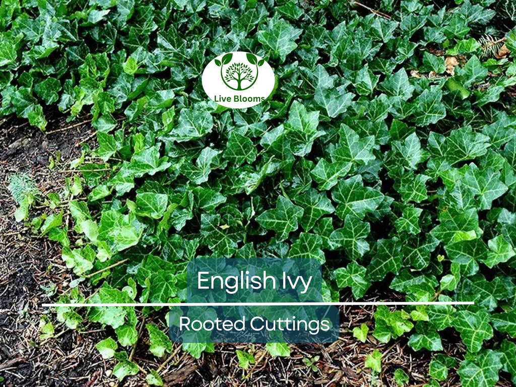 5 English Ivy Bare Root Live Plants 3" – Hedera helix for Ground Cover, Living Fence, Patio Greenery, Lawn & Garden Vines